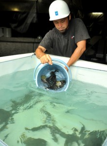 移動水槽から海上いけすへと移されるタマカイの稚魚＝８日、瀬戸内町花天の近畿大学水産研究所奄美実験場