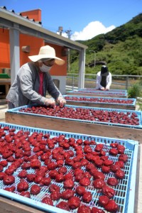 強い日差しを浴びて真っ赤に輝くスモモ＝２日、大和村大棚