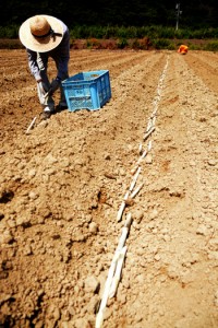 収量確保の面から、適期植え付けの重要性が示されているサトウキビの夏植え作業＝１４日、奄美市笠利町