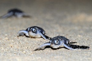 ★志戸桶海岸でウミガメ上陸増写真（ふ化した子ガメ）　丸山