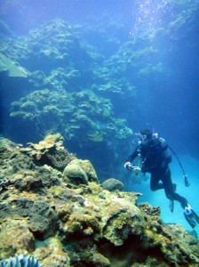 ★喜界島でサンゴ礁シンポジウム写真（調査）　丸山