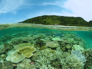 サンゴの白化現象が確認された大浜海岸のリーフ内＝１日、興克樹さん撮影