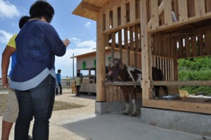 飼育小屋のポニーの写真を撮る親子ら＝３日、知名町余多 