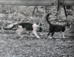 撮影された猫の親子。母猫（左）と見られる個体が獲物をくわえている（鹿大国際島嶼教育研究センター奄美分室提供）
