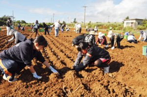 球根を植え付ける作業参加者＝１６日、和泊町