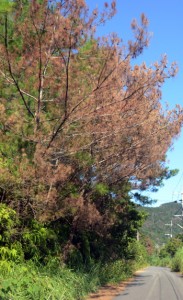 奄美南北に広がりをみせる松くい虫被害。奄美大島北部では葉が赤茶色になった被害木が目立つ＝２５日、奄美市笠利町