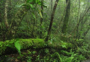 「日本の貴重なコケの森」に認定された湯湾岳の山頂付近