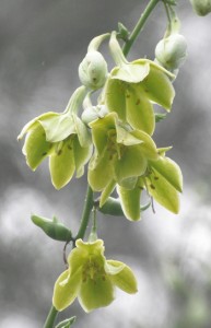 リュウゼツランの花