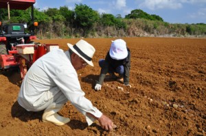 バレイショの植え付け作業を行う生産農家＝７日、伊仙町