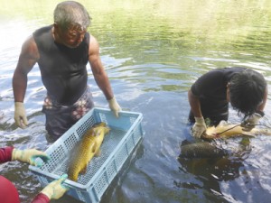 コイを捕獲する奄美海洋生物研究会（左）と捕獲したコイ＝９月３０日、宇検村河内川