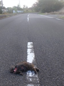 輪禍に遭ったとみられるアマミノクロウサギの死骸＝１６日、徳之島町手々の県道（政武文さん提供）