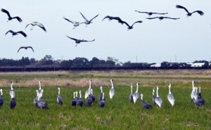 鳥インフルエンザの発生が相次いでいる出水平野のツル＝１１月２９日、出水市