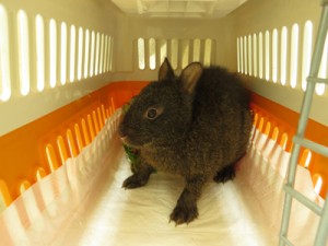 平川動物公園に移送されたアマミノクロウサギ＝１７日、ゆいの島どうぶつ病院（奄美野生生物保護センター提供）