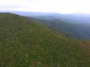 希少な動植物を育み、国立公園に指定される照葉樹の森＝奄美大島の湯湾岳周辺