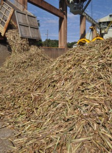 製糖シーズンが始まり工場に搬入される原料キビ＝８日、徳之島町の南西糖業徳和瀬工場