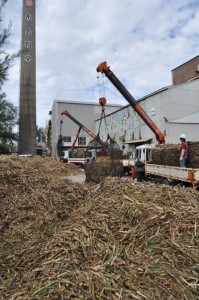 操業開始した工場に続々と運び込まれるサトウキビ＝７日、与論島製糖与論事業所