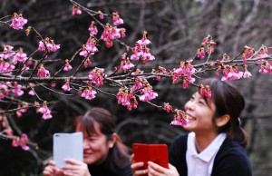 淡紅色の花が開いたヒカンザクラ＝１３日、龍郷町の長雲峠需要回復には紬の良さを肌で感じる着用体験も鍵の一つ。写真は龍郷町成人式＝３日、りゅうゆう館 