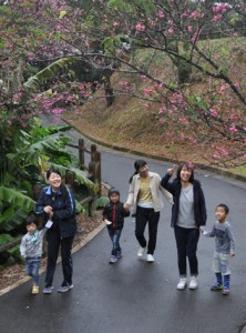 桜の花を見ながらウオーキングを楽しんだ参加者＝２９日、徳之島町