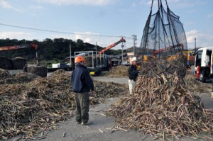 富国製糖で始まった今期サトウキビの原料搬入作業＝１０日、奄美市笠利町