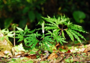 奄美大島の山中で咲いているアマミテンナンショウ