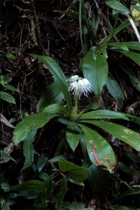 くるだんど節の花として天城町三京に伝承が残るオオシロショウジョウバカマ（植物写真家・山下弘さん提供）