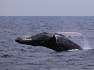 奄美大島近海で冬場に見られるザトウクジラ＝奄美市住用町沖合、１３日（提供写真）