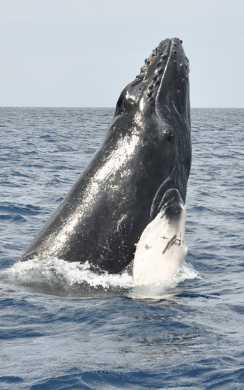 2021年 セントビンセントグレナディーン 【ザトウクジラ ...