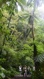 固有の動植物が生息・生育する金作原林道を散策し、自然体験を楽しむエコツアー＝奄美市名瀬