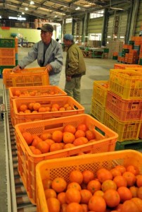 出荷受け付けが始まり、次々と持ち込まれる奄美大島産タンカン＝３日、奄美市名瀬の奄美大島選果場　