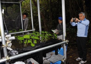 ワサビの試験栽培地を視察する関係者＝１２日、宇検村