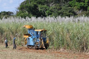 ハーベスターによるサトウキビの収穫作業＝１月、知名町大山