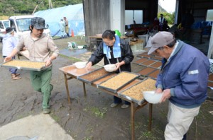 苗床作りに取り組む秋幾農業創成塾メンバーら＝１２日、龍郷町秋名