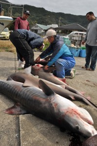 奄美市名瀬の沖合で駆除された５匹のサメ＝５日、奄美市名瀬の大熊漁港