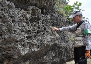 ヨコタカラタチゴケの現地調査を行った柏谷氏＝１７日、徳之島