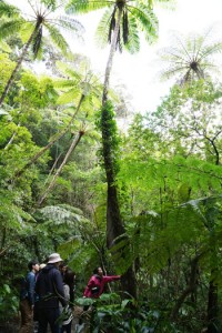 国立公園指定後の金作原原生林を散策する観光客