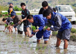 足首まで泥に漬かって作業での田植えを行う参加者＝２日、龍郷町秋名