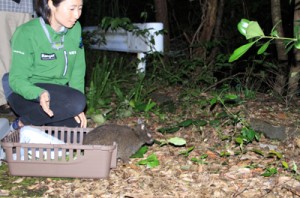 奄美野生生物保護センターの職員らによって森に返されたアマミノクロウサギ＝２８日午後８時半ごろ、奄美大島（伊藤圭子さん提供）