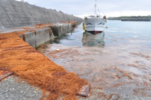 大量の海藻の漂着が確認された漁港＝９日、与論町麦屋港