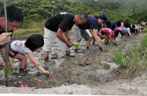 市集落で２０年ぶりに行われた田植え＝１６日、奄美市住用町