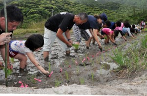 市集落で２０年ぶりに行われた田植え＝１６日、奄美市住用町