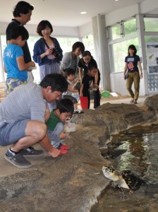 子どもたちに人気のウミガメへの餌やり体験＝６日、奄美海洋展示館