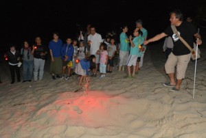 ウミガメの上陸跡と産卵巣を観察した参加者ら＝１３日、奄美市名瀬の大浜海岸