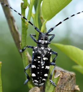 ミカン木に被害を及ぼすゴマダラカミキリムシの成虫（喜界町農業振興課提供）