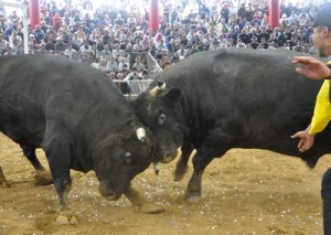 熱戦に沸いた全島一優勝旗争奪戦（右が初防衛した戦勝若力史緒利）＝３日、伊仙町