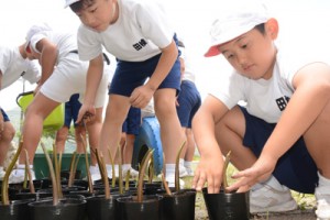 メヒルギの苗作りを体験する田検小の児童ら＝２３日、宇検村