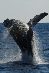 奄美大島周辺で出現確認数が過去最多となったザトウクジラのジャンプ＝１月２７日、奄美市名瀬の小湊沖