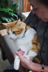 適正飼養条例に基づく登録済みの鑑札を付けた猫（資料写真）