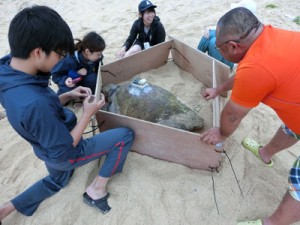 調査の目的でアカウミガメに衛星発信機を取り付けた近大の学生ら（提供写真）＝８日、沖永良部島内の浜