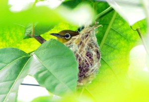 パッションハウスでメジロが巣作り（瀬戸内町）１７０６２１栄