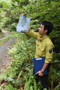 樹上に仕掛けられた昆虫トラップを確認する環境省の職員＝２２日、奄美市住用町